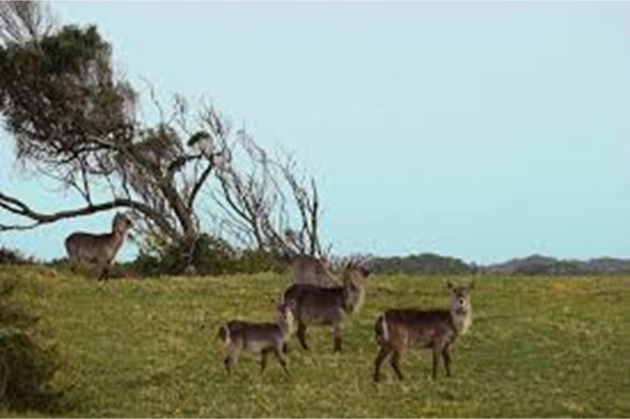 0 Bedroom Property for Sale in Royalston Residential Estate and Wildlife Reserve Eastern Cape